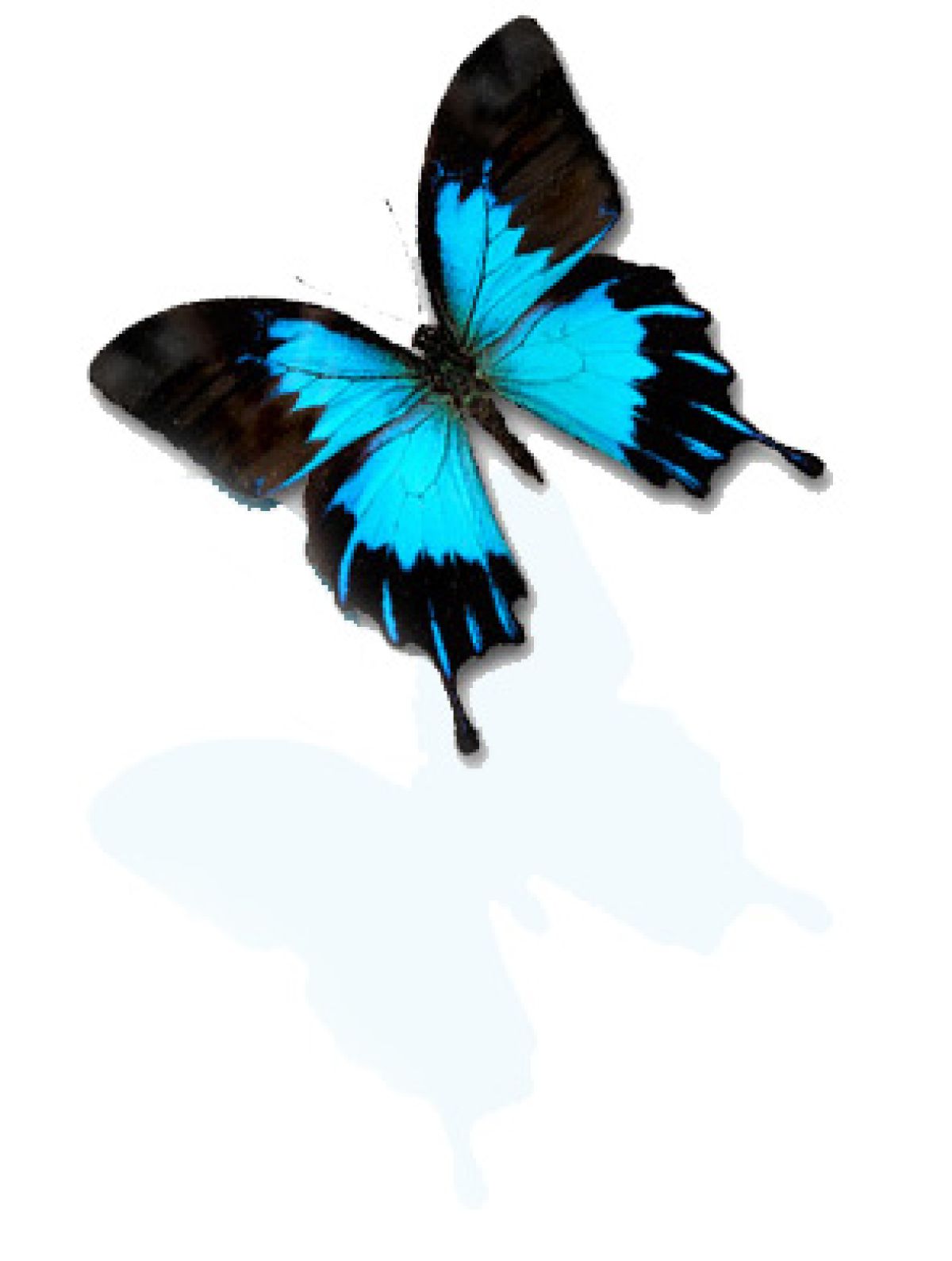  Why Is There a Butterfly on My Logo