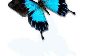  Why Is There a Butterfly on My Logo