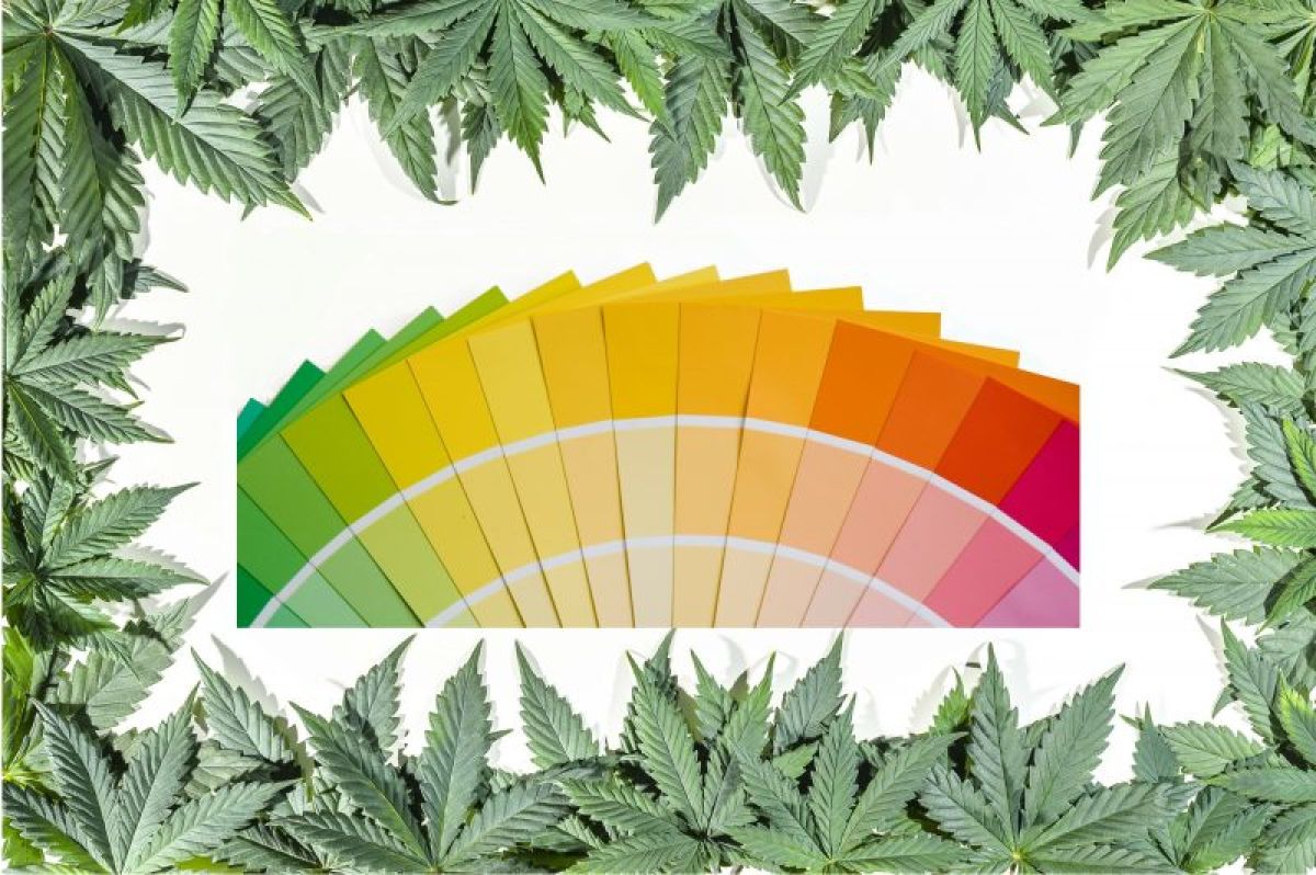Colorado Painter Rolls out Pot-Based Color Palettes