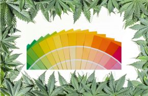  Colorado Painter Rolls out Pot-Based Color Palettes